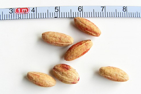 Cornus mas (European cornel, Dogwood) - stones
