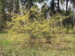 Cornus mas (European cornel, Dogwood) - Hrádok Arboretum