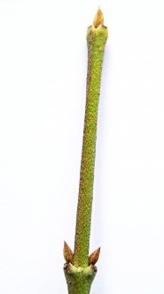 Cornus mas (European cornel, Dogwood)