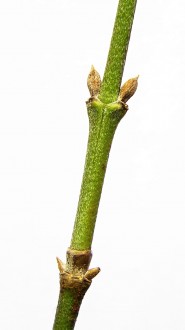 Cornus mas (European cornel, Dogwood) - leaf buds