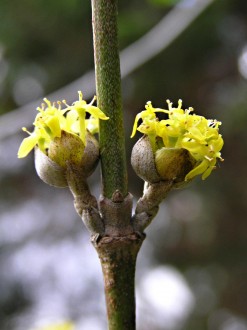 Cornus mas (European cornel, Dogwood)