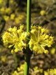 Cornus mas (European cornel, Dogwood)