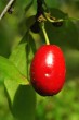 Cornus mas (European cornel, Dogwood)