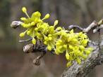 Cornus mas (European cornel, Dogwood)