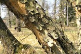 Cornus mas (European cornel, Dogwood) - bark