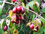 Cornus mas (European cornel, Dogwood)