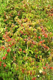 Cornus mas (European cornel, Dogwood) - strewn with fruits (dogwoods)