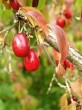 Cornus mas (European cornel, Dogwood)