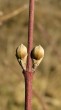 Cornus mas (European cornel, Dogwood) - flower buds