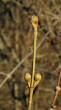 Cornus mas (European cornel, Dogwood) - flower buds