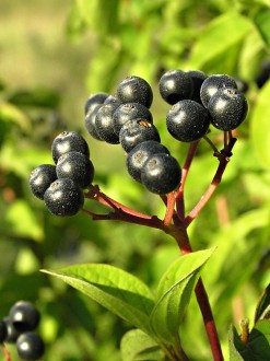 Swida sanguinea (Bloody dogwood)