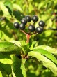 Swida sanguinea (Bloody dogwood)