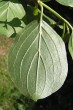 Swida sanguinea (Bloody dogwood) - underside