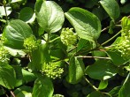 Swida sanguinea (Bloody dogwood) - twig with leaves