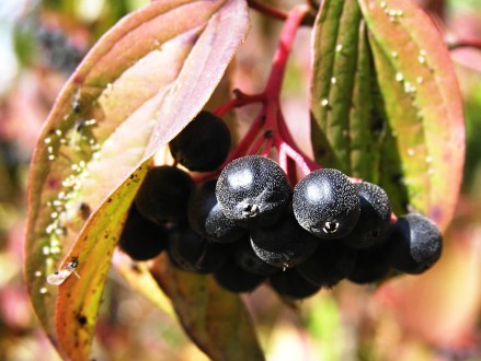 Swida sanguinea (Bloody dogwood) - decorative in autumn with leaves and fruits