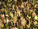 Swida sanguinea (Bloody dogwood)