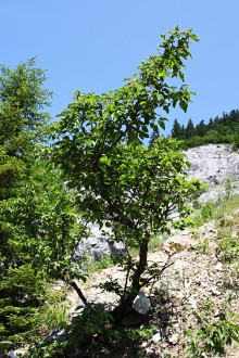 Swida sanguinea (Bloody dogwood) - Bobrovecká lime (Slovakia)