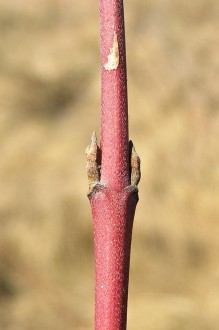 Swida sanguinea (Bloody dogwood)