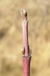 Swida sanguinea (Bloody dogwood)