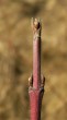 Swida sanguinea (Bloody dogwood)
