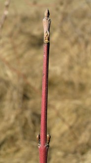 Swida sanguinea (Bloody dogwood)
