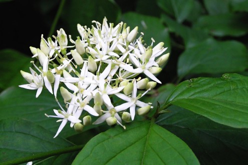 Swida sanguinea (Bloody dogwood)