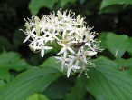 Swida sanguinea (Bloody dogwood)