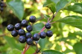 Swida sanguinea (Bloody dogwood)