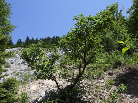 Swida sanguinea (Bloody dogwood) - Bobrovecká lime (Slovakia)
