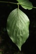 Cornus mas (European cornel, Dogwood) - underside