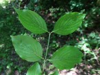 Cornus mas (European cornel, Dogwood) - twig with leaves, top side