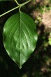 Cornus mas (European cornel, Dogwood) - top side