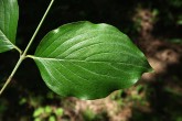 Cornus mas (European cornel, Dogwood) - top side