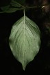 Cornus mas (European cornel, Dogwood) - underside