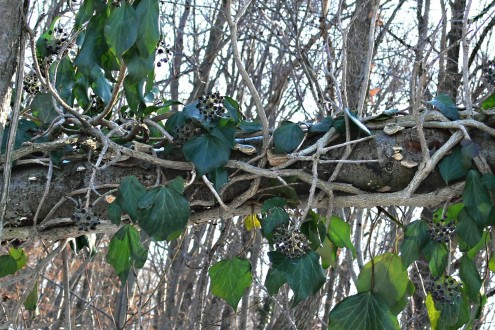 Hedera helix (Common ivy, simply ivy)