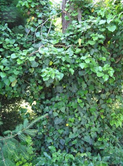 Hedera helix (Common ivy, simply ivy)