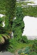 Hedera helix (Common ivy, simply ivy) - use in greening buildings 