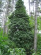 Hedera helix (Common ivy, simply ivy)