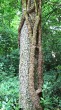 Hedera helix (Common ivy, simply ivy)
