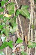 Hedera helix (Common ivy, simply ivy) - attaches to the substrate with densely clustered roots