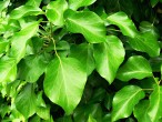Hedera helix (Common ivy, simply ivy) - leaf shape on flowering shoots