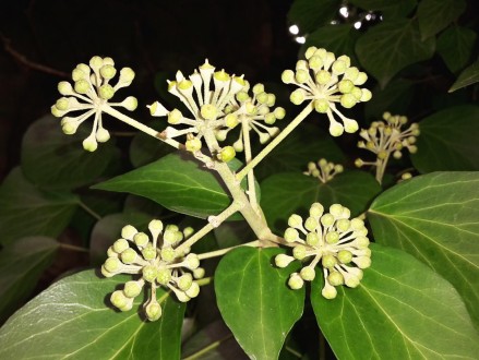 Hedera helix (Common ivy, simply ivy)