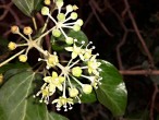 Hedera helix (Common ivy, simply ivy)