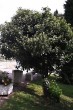 Hedera helix (Common ivy, simply ivy) - upright form growing without support