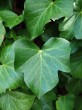 Hedera helix (Common ivy, simply ivy) - leaf shape on non-flowering shoots