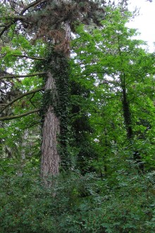 Hedera helix (Common ivy, simply ivy)