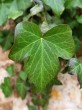 Hedera helix (Common ivy, simply ivy)