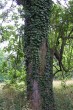 Hedera helix (Common ivy, simply ivy)