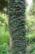 Hedera helix (Common ivy, simply ivy)