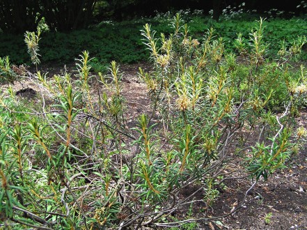 Ledum palustre (northern Labrador tea) - Borová hora Arboretum (Slovakia)